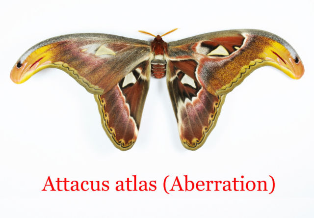 attacus atlas (aberration malaysia) 1 (Internet Image property of respective owner, non-commercial use only)